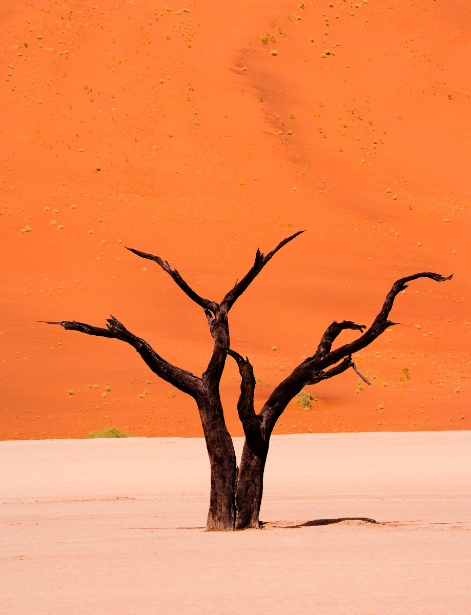 Dead tree skeleton coast safari Namibia's desert