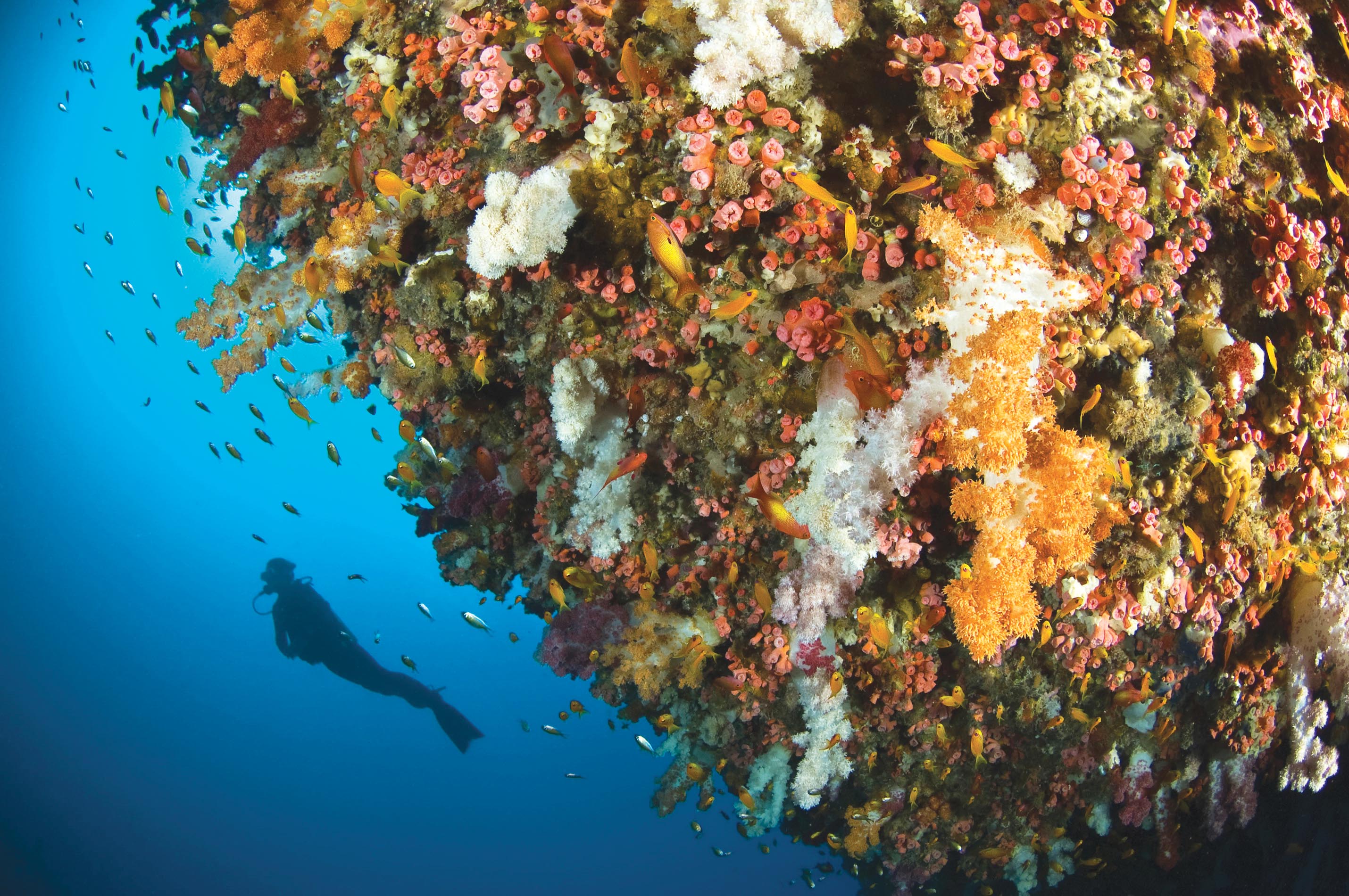 Diving the coral reefs of the southern hemisphere for stunning underwater wildlife