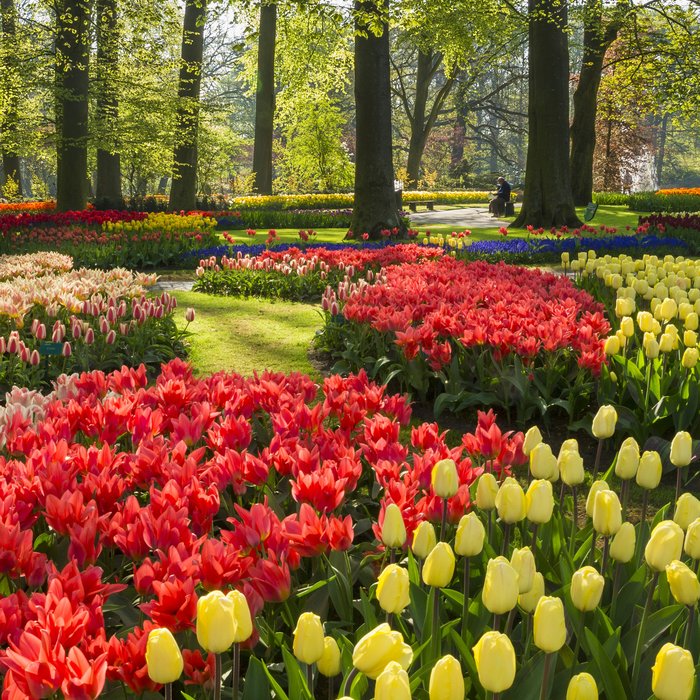 Colourful spring flowers at Keukenhof Park in Lisee 