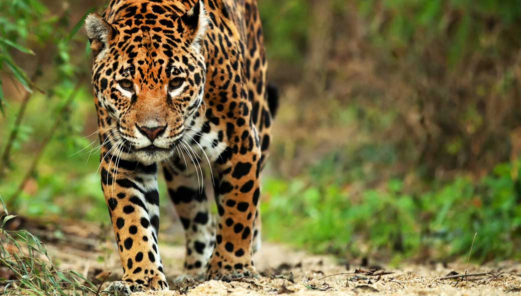 Jaguar sneaking through Brazilian jungle discover endangered species on your bespoke trip