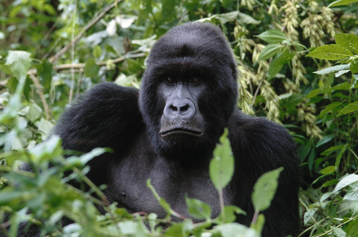 Gorilla in the jungle of Rwanda WWF’s Virunga National Park