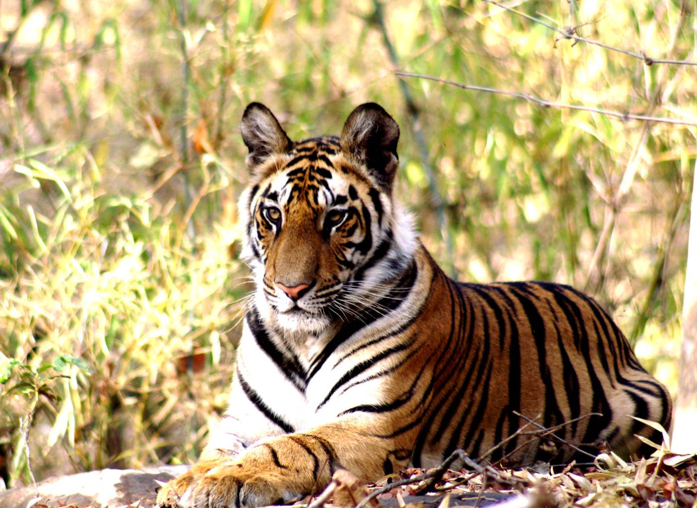 Tiger in the brush king of the jungle discover India's vast biodiversity