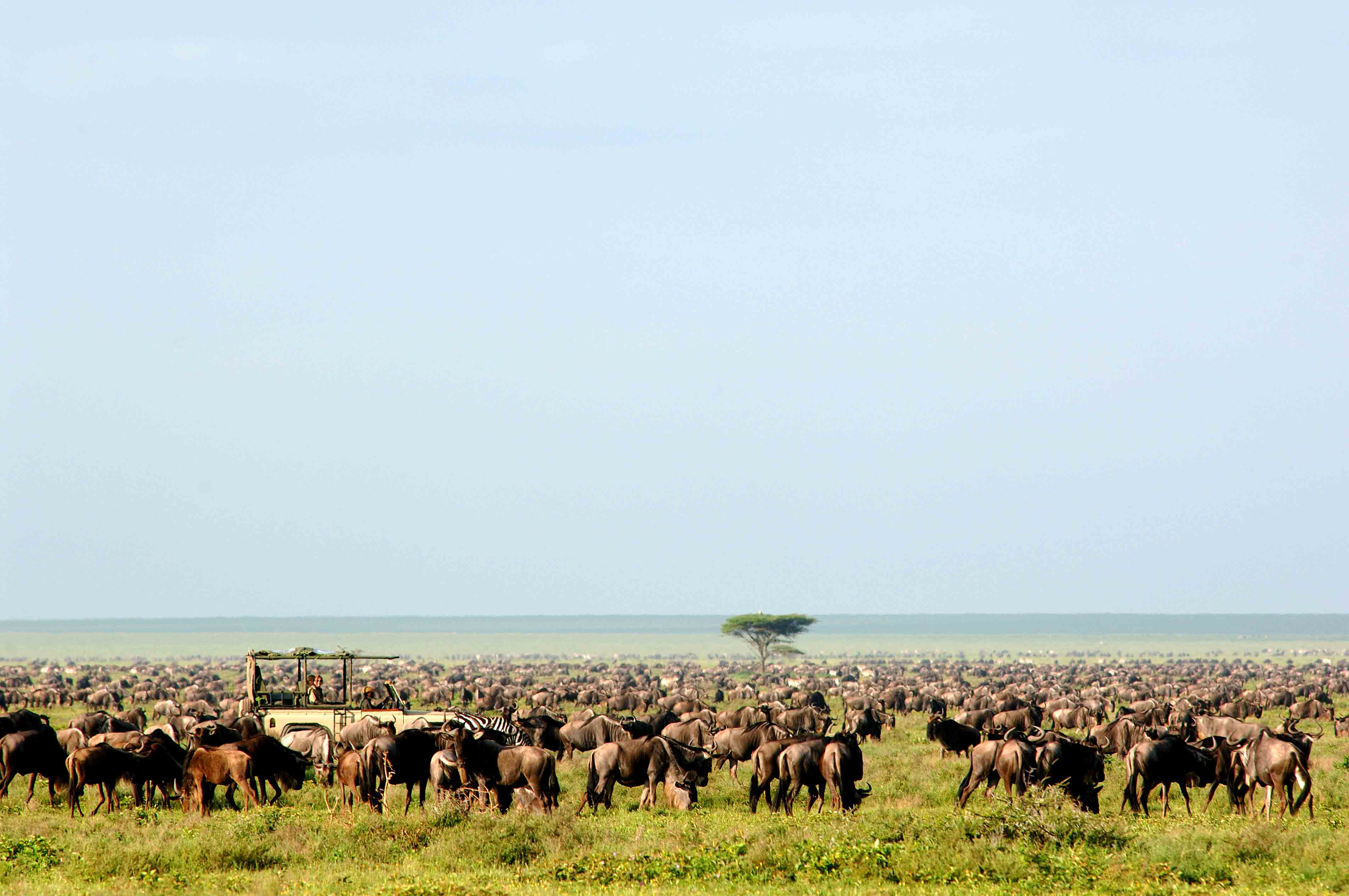 Buffaloes Safari trip Serengeti Tanzania bespoke holiday