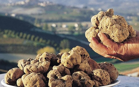 White Alba truffles exclusive truffle-hunting with a pig or dog in Italy for buried luxury treasure