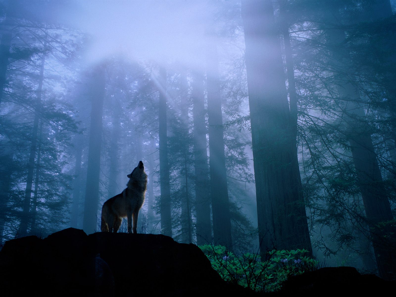 Lonely wolf hauling in the forest clearing at dawn