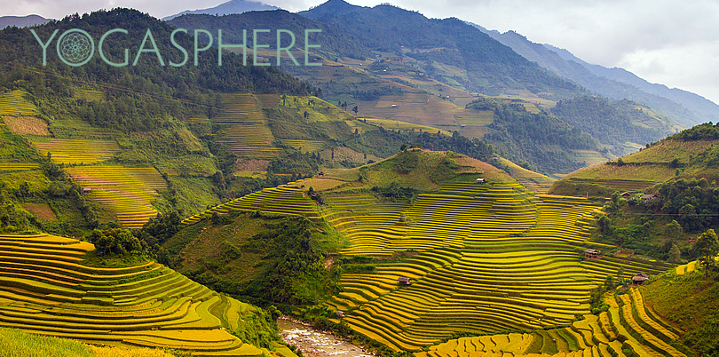 Vietnam rice paddy terraces serene landscape perfect for yoga