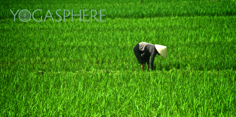 Rice paddy fields