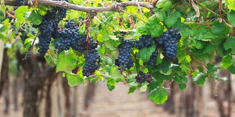 Bluw grapes from vineyard Mendoza in Argentina