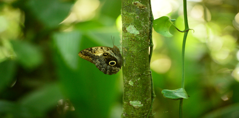 Butterfly on branch in the jungle