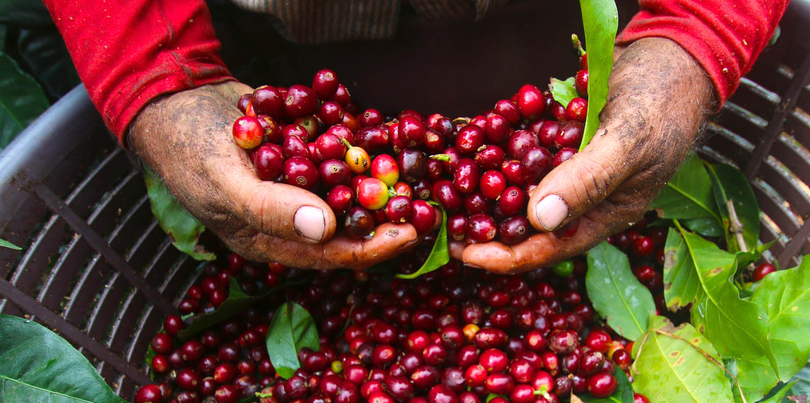 Harvested red berries, Costa Rica 