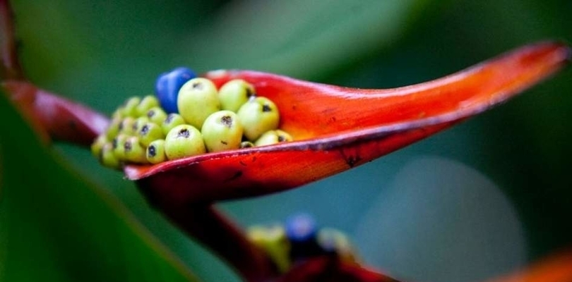 Flower with crops, Costa Rica