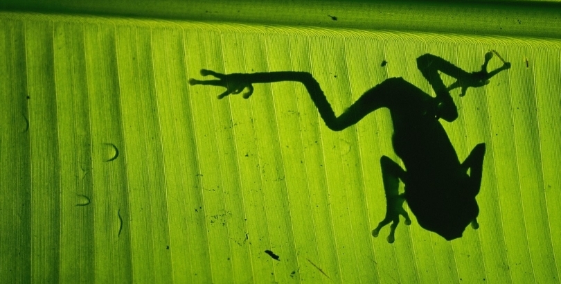 Shadow of a frog, Costa Rica