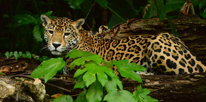 Jaguar on the lookout in the Belizean brush