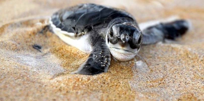 Turtle hatchling on the beach in  Costa Rica