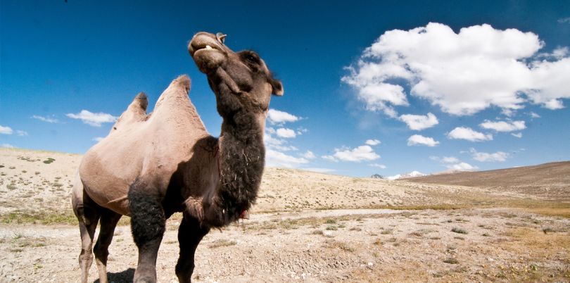 Camel in the Wakhan Corridor, in Afghanistan