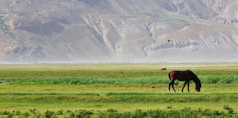 Horses in Wakhan Corridor, in Afghanistan