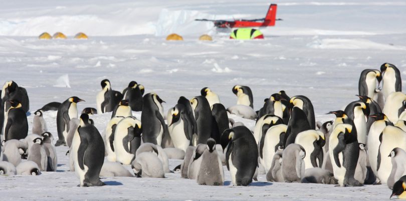 Penguins in Antarctica