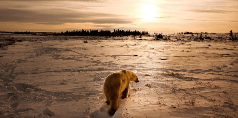 Polar bear in Churchill, Manitoba, Arctic