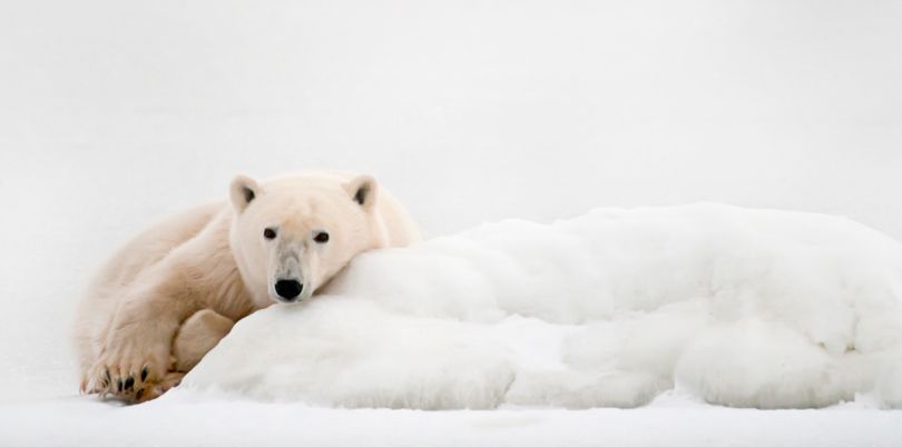 Polar bear in Churchill, Manitoba, Arctic