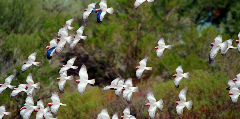 White birds with red heads flying around in Australia