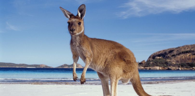 Kangaroo on the beach, Australia