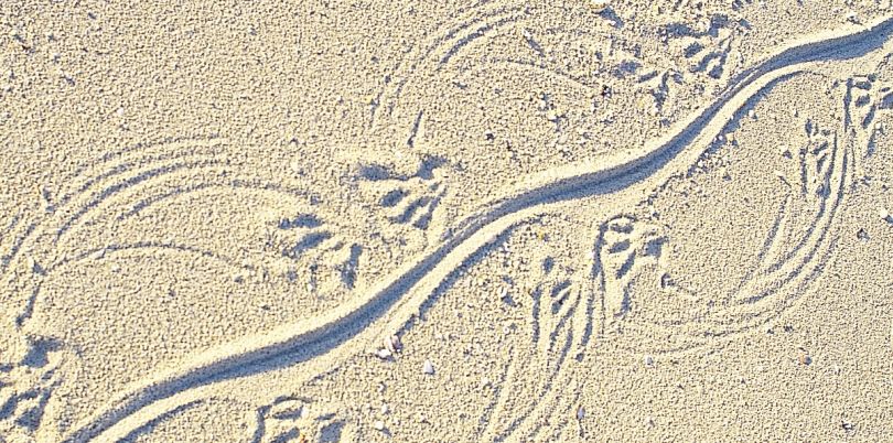 Lizard track in the sand on Lizard Island, Australia