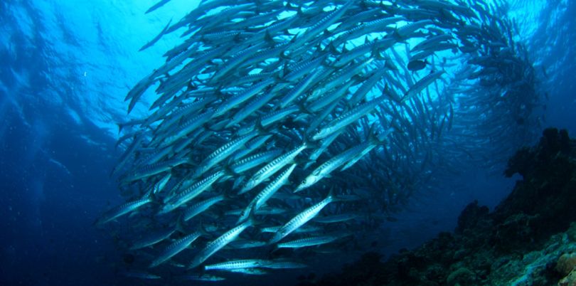 Barracuda fish school, Borneo