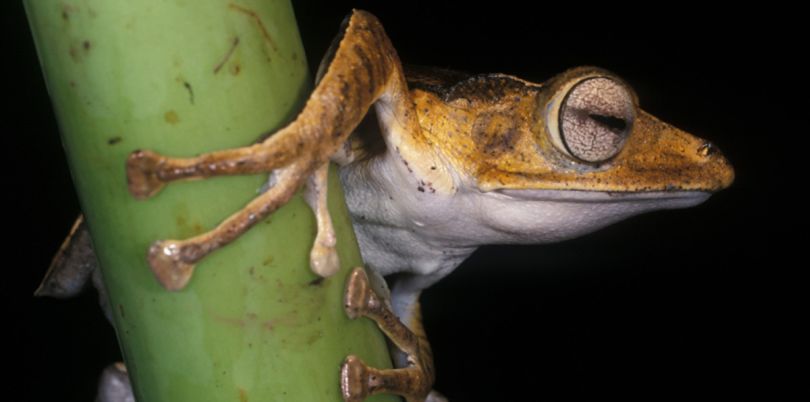 Frog at night, wildlife, Borneo