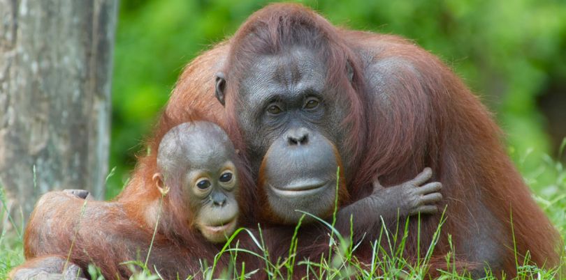 Borneo orangutan, mother and child, Borneo