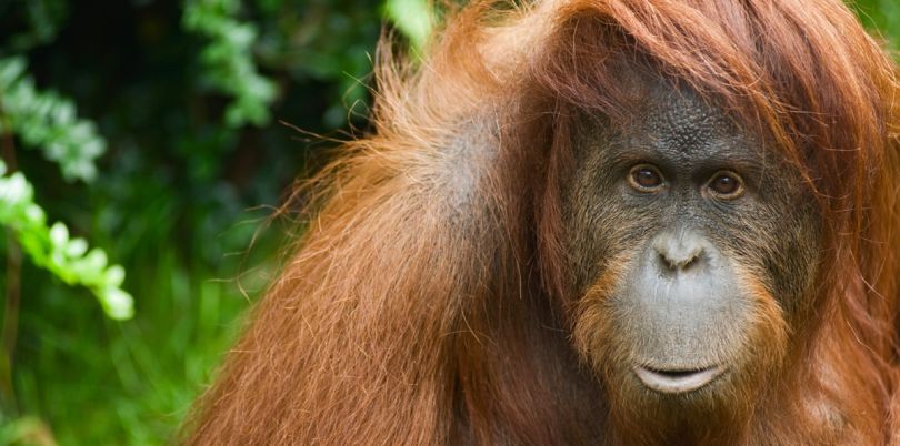 Borneo orangutan