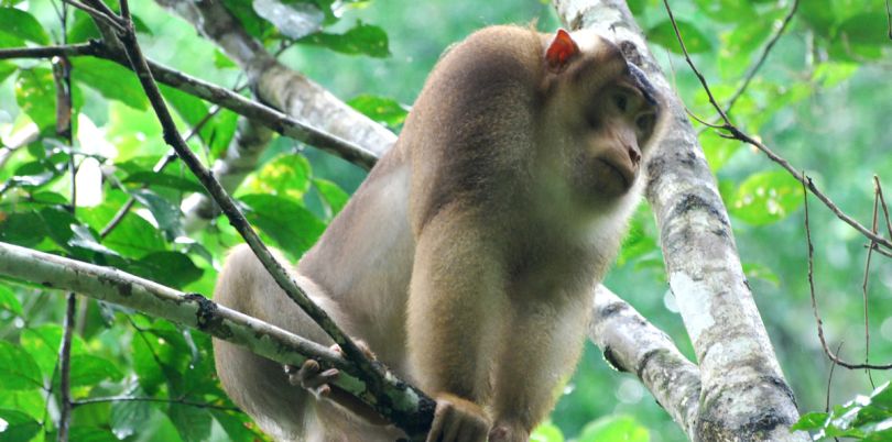 Monkey in the trees, Borneo