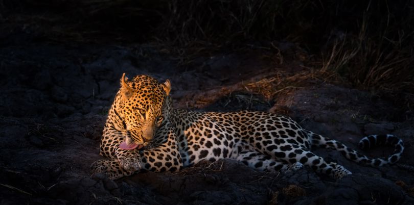 Leopard at night time spotted in Botswana