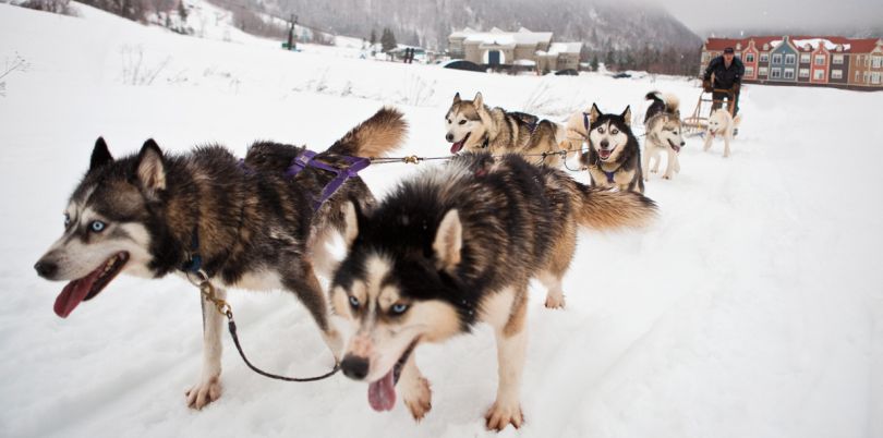 Dog sledding in Canada