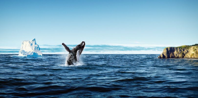 Whale in front of Canadian coast