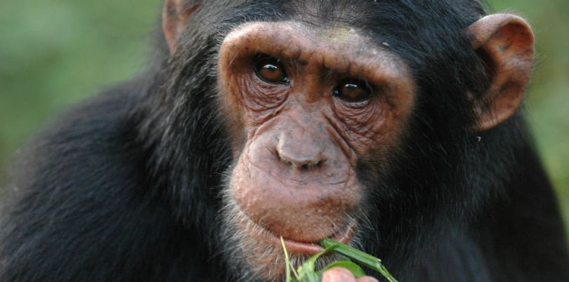 Chimpanzee eating bamboo in the Democratic Republic of Congo