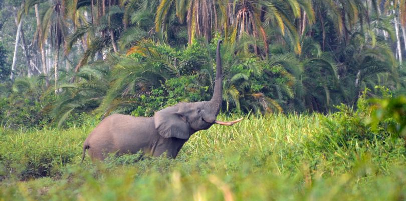 Elephant calling in the jungle of Democratic Republic of Congo