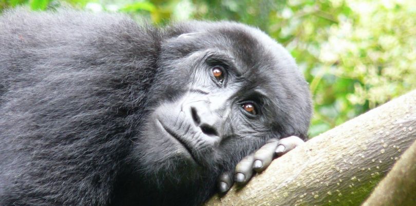 Gorilla lounging on a bamboo plant, Democratic Republic of Congo