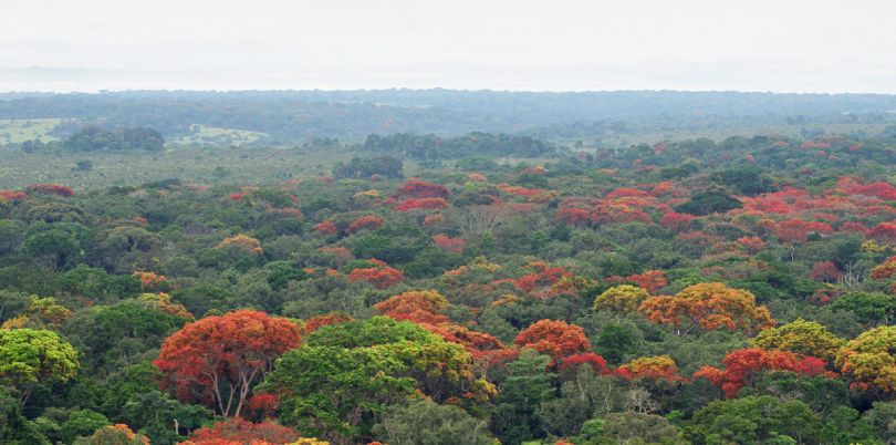 Colourful tree tops in the Democratic Republic of Congo