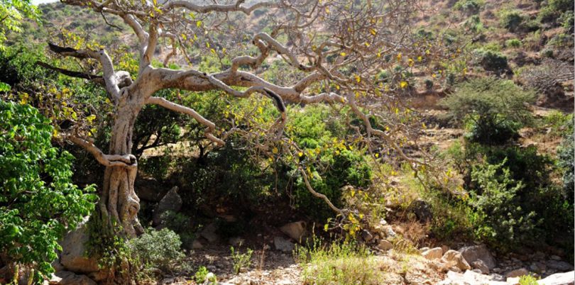 Tree in the desert in Ethiopia