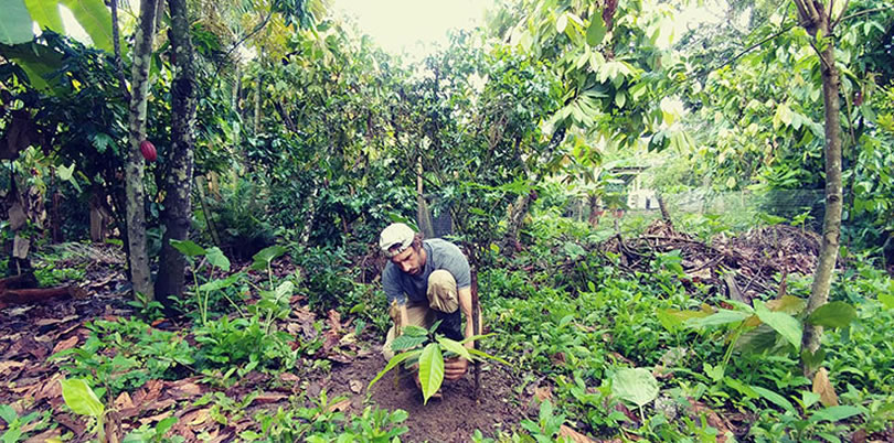 To'ak Chocolate conservation cacao rainforest planting