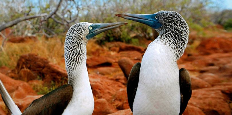 Blue footed boobies, Galapagos Islands, Ecuador