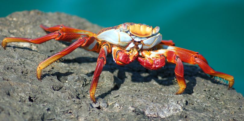 Orange crab on a rock in the Galapagos Islands, Ecuador