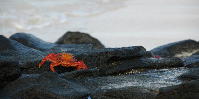 Crab walking away from the camera, Glapagos Islands, Ecuador