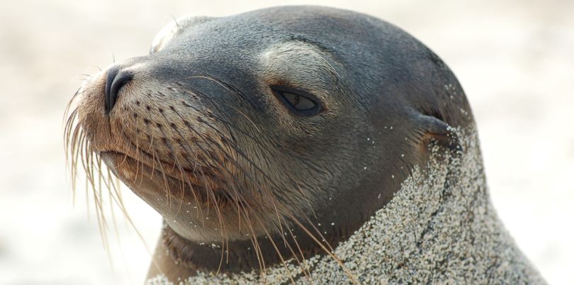 Sealion covered in sand, Galapagos Islands, Ecuador