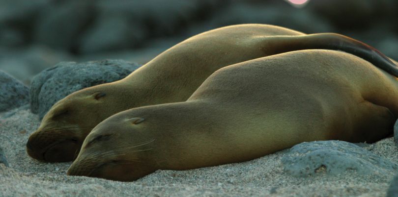 Sleeping Sealions, Galapagos Islands, Ecuador