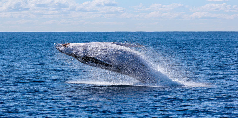 Las Tanusas beach Ecuador whale watching