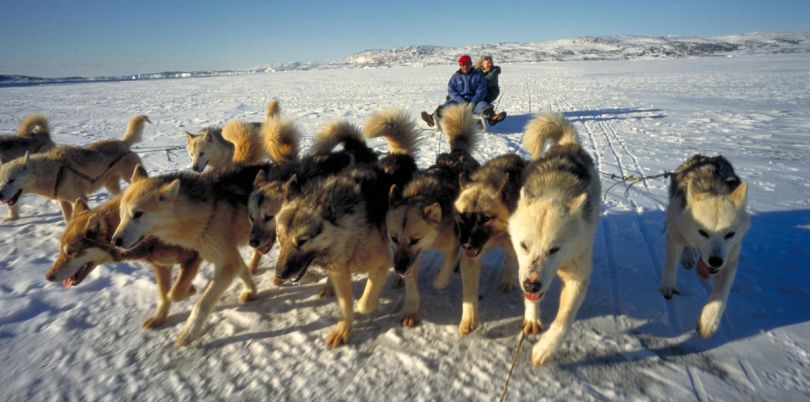 Dog sledding in Greenland