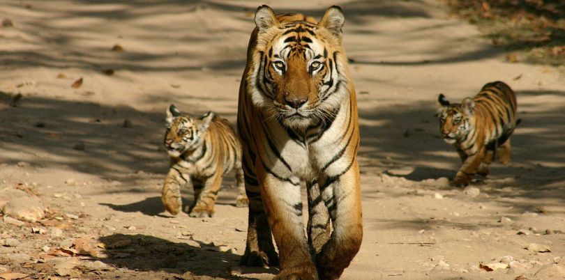 Tiger and her cubs walking down a road, India