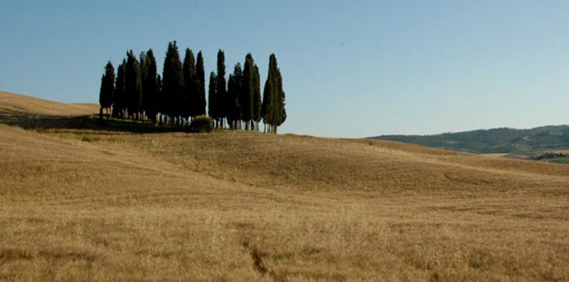 Trees on a hill in Tuscany Italy