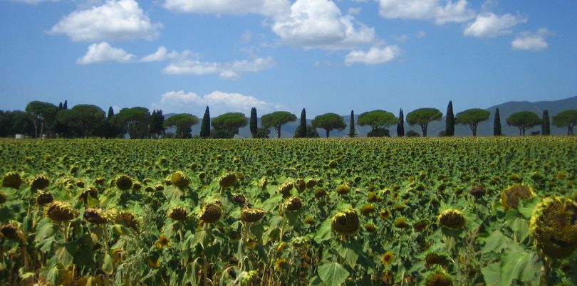 Field of sunflowers in Tuscany Italy